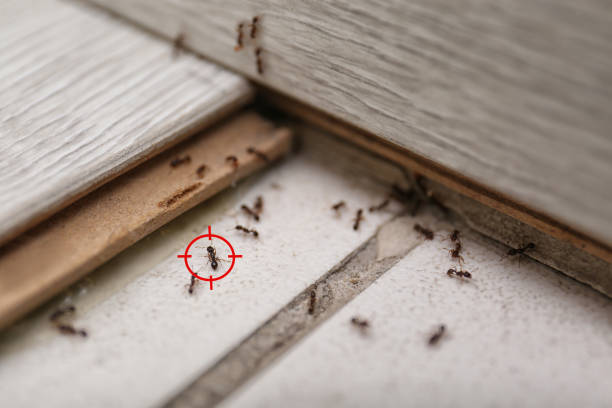 Best Exterminator Services  in Hamilton City, CA